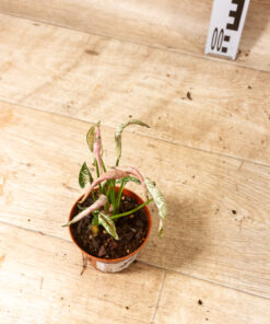 Syngonium pink rolli 004
