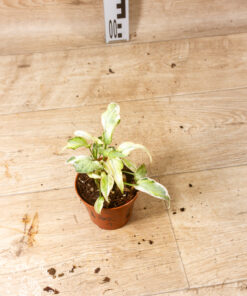 Syngonium starlite 001