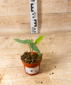Alocasia sulawesi green carpet 001