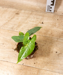 Alocasia sulawesi green carpet 002