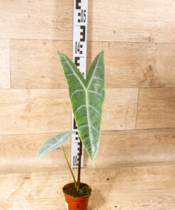 Alocasia longiloba silver 002