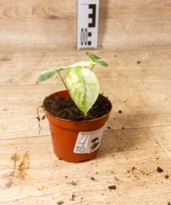 Alocasia ninja tricolor 001 - Image 2