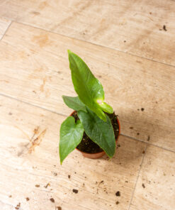 Alocasia sulawesi green carpet 005