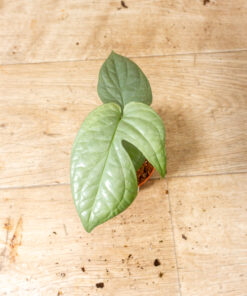 Amydrium medium silver variegata 001