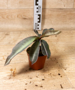 Labisia pumila 001 – Bild 2