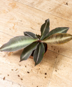 Labisia pumila 001