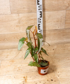 Begonia amphioxus x malachosticta 001