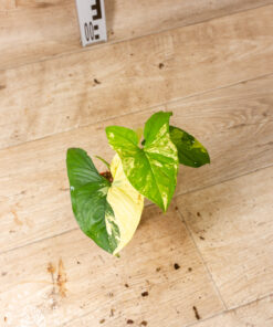 Syngonium Aurea 002