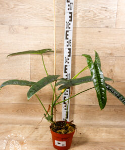 Philodendron felix 001