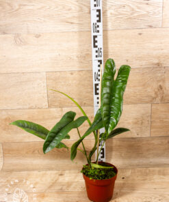 Philodendron felix 002