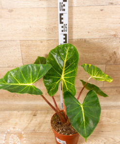 Alocasia new guinea gold XL 001