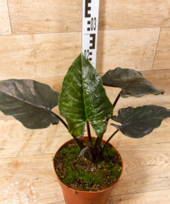 Alocasia Antoro Velvet 001 XL