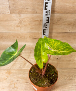 Alocasia new guinea gold XL 002 – Bild 2