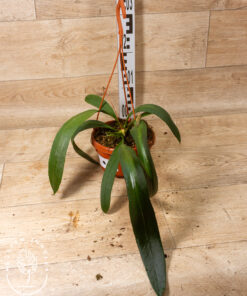 Anthurium vittarifolium 001