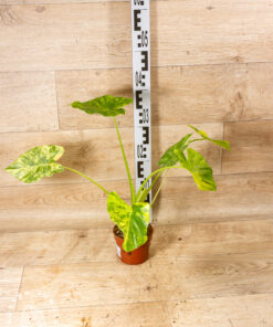 Alocasia gageana aurea 001