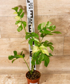 Rhaphidophora tetrasperma variegata 001