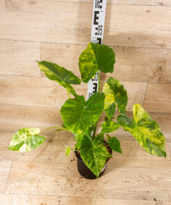 Alocasia gageana aurea 002 XL