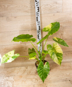 Alocasia gageana aurea 003 XL