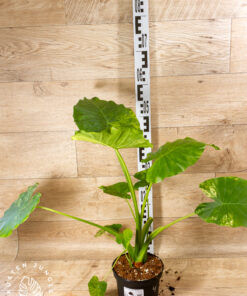 Alocasia gageana aurea 004 XL
