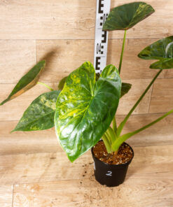 Alocasia wentii aurea variegata XL 02