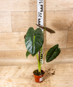 Alocasia golden bone  001