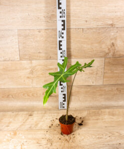 Alocasia portei Zebra Stem 001