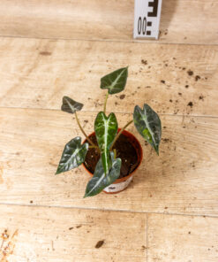 Alocasia bambino aurea 001