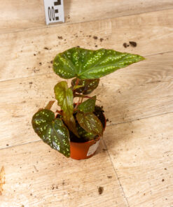 Begonia pandora 001