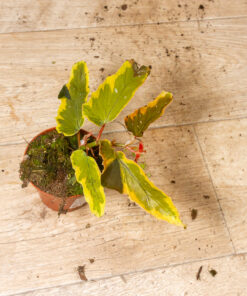 Begonia dainty spray sport variegated 002