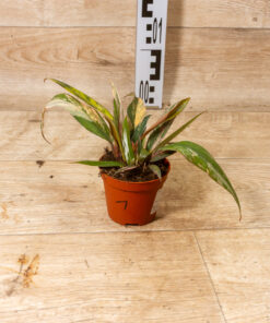 Philodendron caramel marble 001 – Bild 2