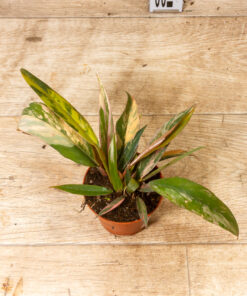 Philodendron caramel marble 001