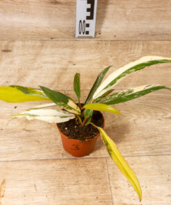 Philodendron caramel marble 003