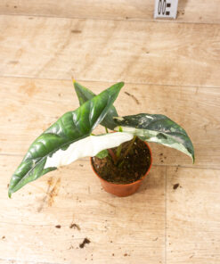 Alocasia Simpo Albo 002