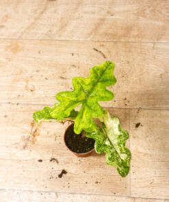 Alocasia Jacklyn Aurea Wide Form 002