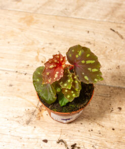 Begonia ‘Betsy’ 001
