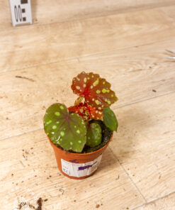 Begonia ‘Betsy’ 002