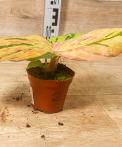 Kaempferia Pulchra Variegata Pink 002 – Bild 2