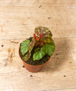 Begonia ‘Betsy’ 003