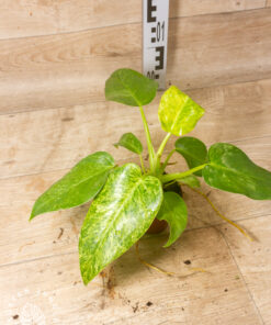 Philodendron giganteum blizzard variegata 001