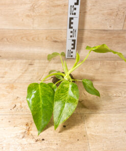 Philodendron giganteum blizzard variegata 002