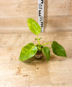 Philodendron giganteum blizzard variegata 003