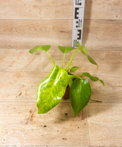 Philodendron giganteum blizzard variegata 004