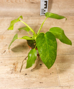 Philodendron giganteum blizzard variegata 005