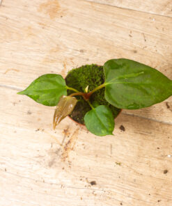 Anthurium portillae 001