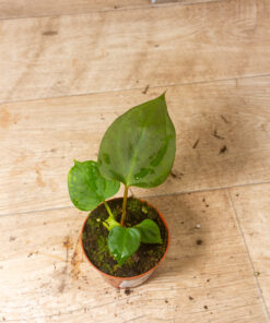 Anthurium portillae 002