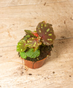 Begonia ‘Betsy’ 005