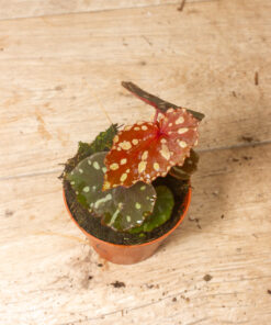 Begonia ‘Betsy’ 006