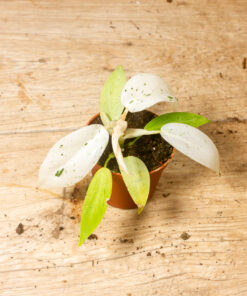 philodendron whipple way 001