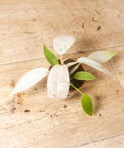 philodendron whipple way 002