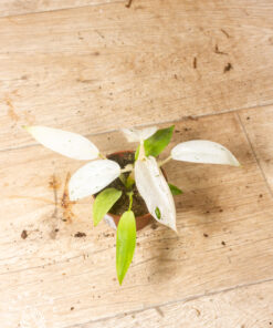 philodendron whipple way 003